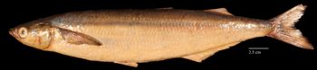 Media type: image;   Ichthyology 29248 Aspect: lateral